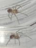 Steatoda grossa